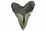 Serrated, Fossil Megalodon Tooth - North Carolina #344053-2
